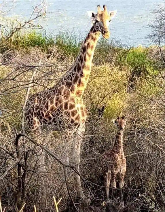 搬家行动进行到一半了，此时，岛上仍有5只长颈鹿，妈妈Ngarikoni和孩子Noelle安排在最后撤离 | Save Giraffes Now