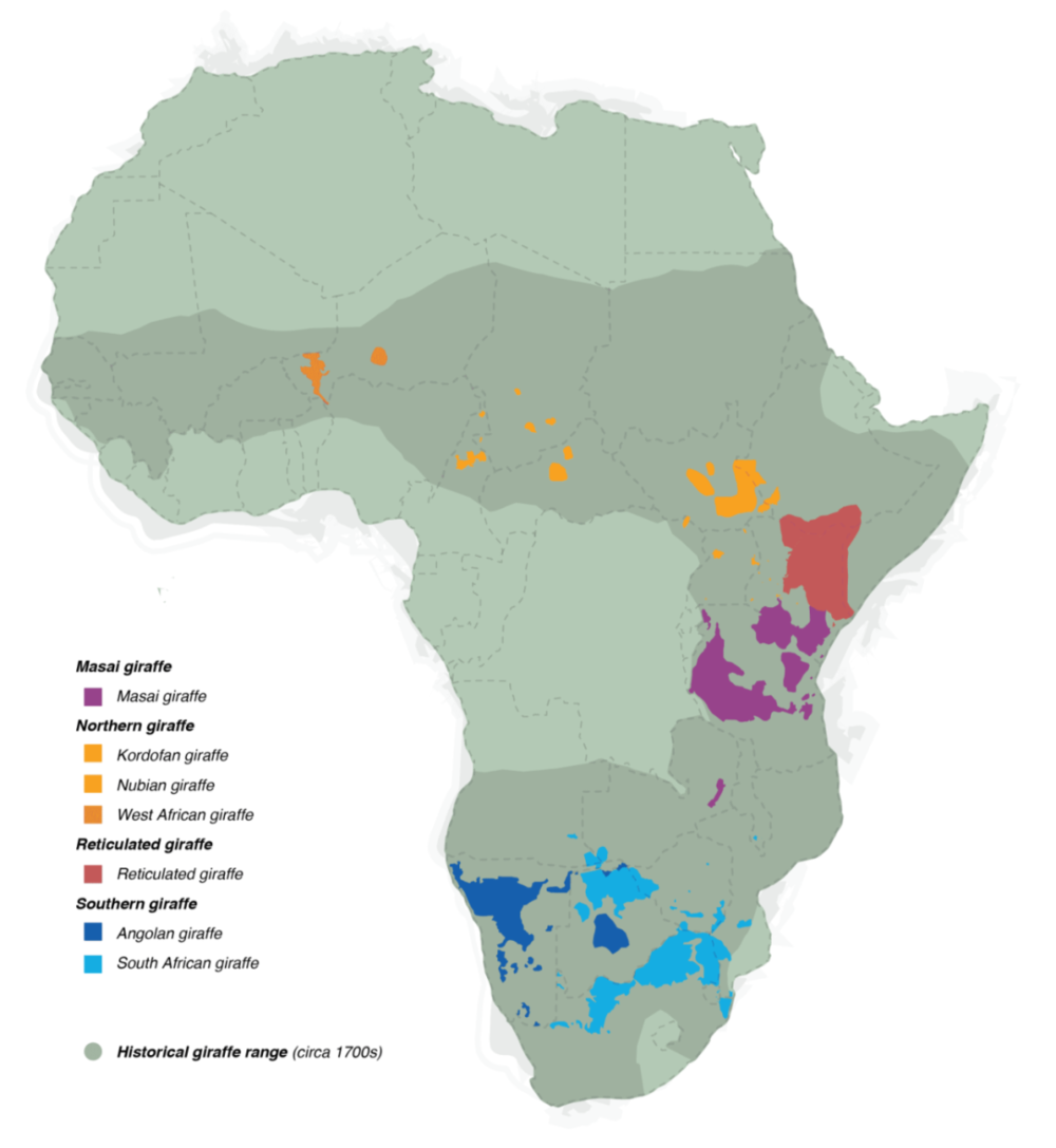 4种长颈鹿在非洲的分布情况 | Giraffe Conservation Foundation