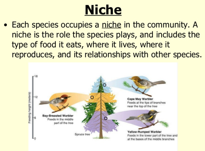 （例如在云杉树林中，3种鸟类可能栖息在不同高度的生态位里）<br>
