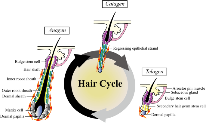 头发的生长周期：生长期、休止期和脱落期（从左至右）