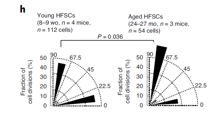 细胞分裂轴分析：年轻小鼠干细胞（左）分裂的两个角度较为均衡，显示平衡的细胞分裂类型；老年小鼠干细胞（右）明显表现出不均衡分裂情况  图源：nature aging