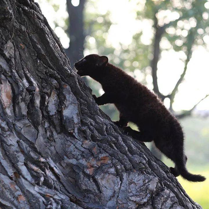 几周大的露娜在学习爬树<br>