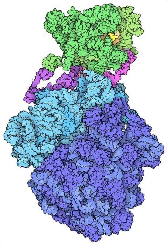 蛋白质数据库拥有超过17万个分子结构的档案，包括图中的细菌表达体（expressome）。| David S. Goodsell and RCSB PDB