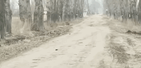 老虎穿越村庄道路丨截自现场视频<br>