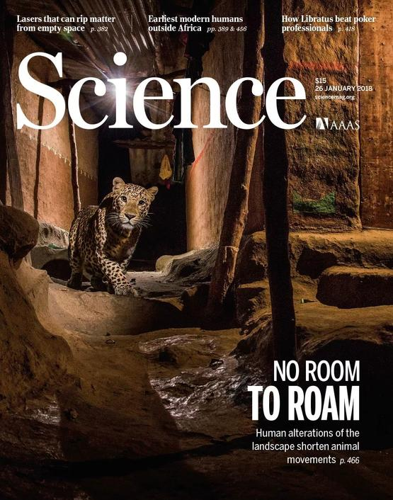 《科学》杂志的封面故事：一只印度豹在孟买的街道中穿行丨AAAS<br>