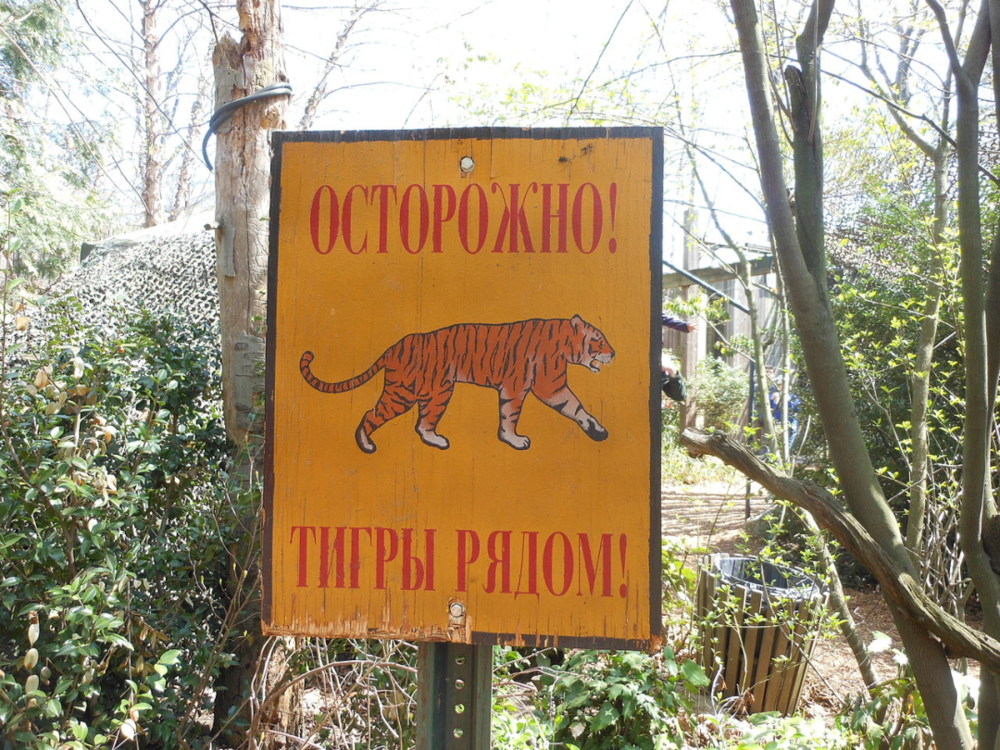 “小心！附近有老虎！”丨Alexisrael<br>