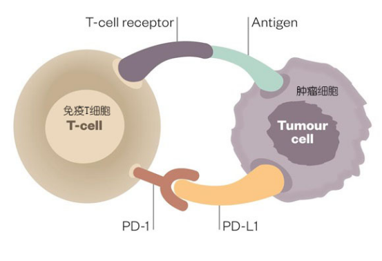 肿瘤细胞如何逃避免疫系统