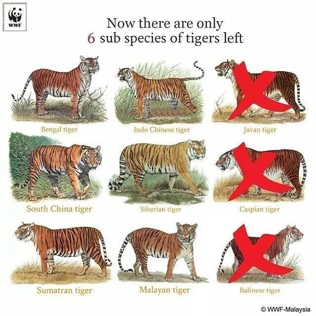 九个老虎亚种，目前已宣告3个亚种灭绝：爪哇虎、里海虎、巴厘虎 来源WWF<br>