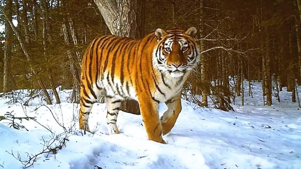 东北虎。WCS野生生物保护学会俄罗斯项目<br>