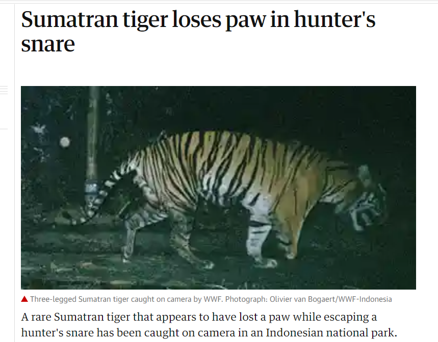 WWF监测的一只三只脚的苏门答腊虎，仍在野外捕食<br>