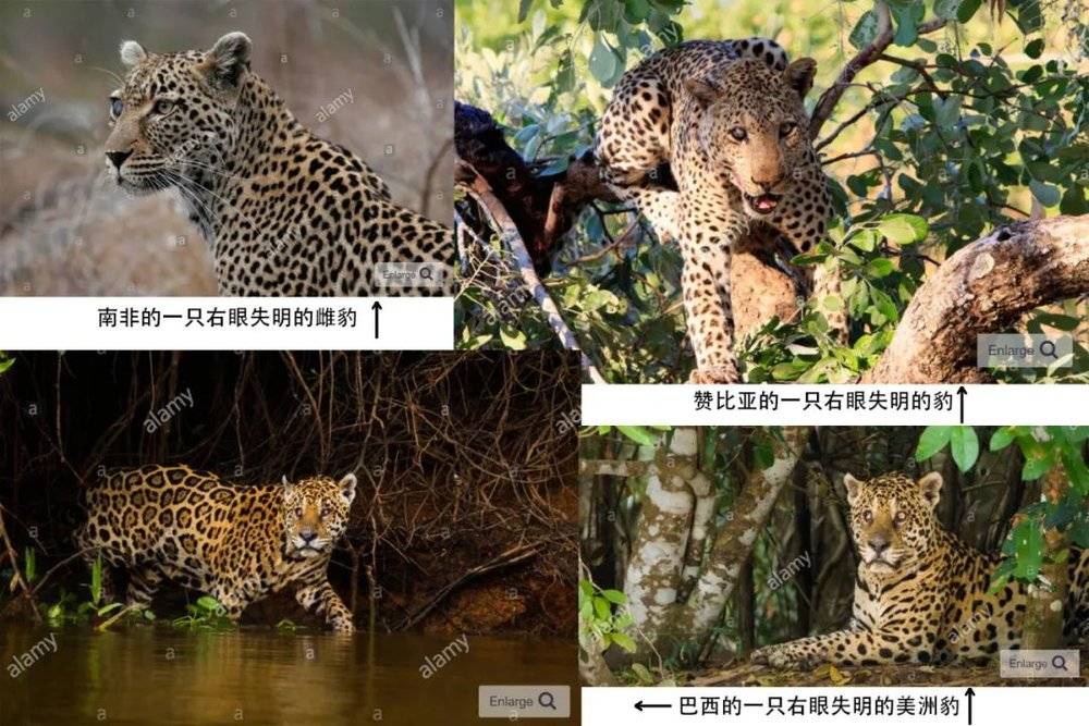 失去一只眼睛的豹和美洲豹在野外也能生存  图源网络<br>