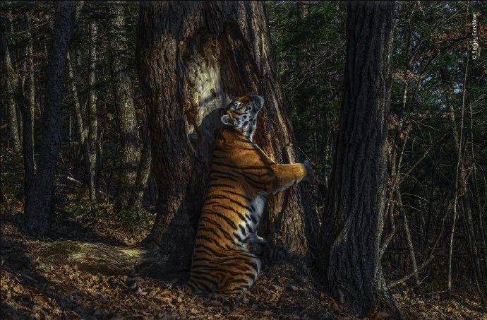 俄罗斯摄影师Sergey Gorshkov拍摄的东北虎，获得了2020年度野生动物摄影大赛WPY的年度总冠军<br>
