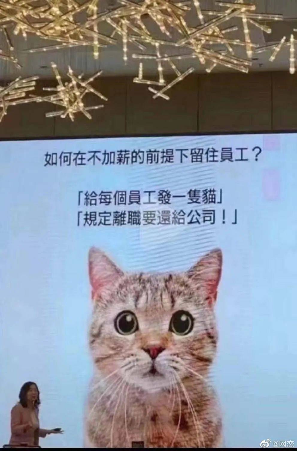 想得倒美，猫答应了吗？/@网恋<br>