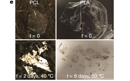 图 | 含酶 PCL（左）和 PLA（右）在 ASTM 标准堆肥中容易分解（来源：论文）<br>