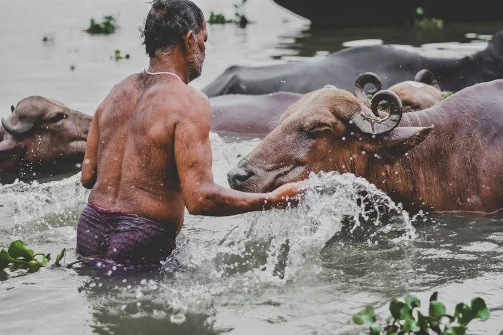 牛在印度被奉为圣物，而牛粪、牛尿则被印度教认为是可以“包治百病”的“神药”。/ Unsplash<br>