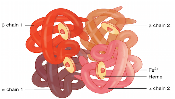 血红蛋白由4个含铁亚基构成，铁原子为红点。图片来源：study.com<br>