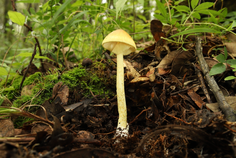 黄盖鹅膏 Amanita subjunquillea，具有α-鹅膏毒素和β-鹅膏毒素，一个子实体即可致命，是当之无愧的“剧毒鹅膏菌”（图片来源：作者自制）