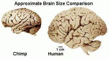 黑猩猩大脑 vs 人类大脑<br>