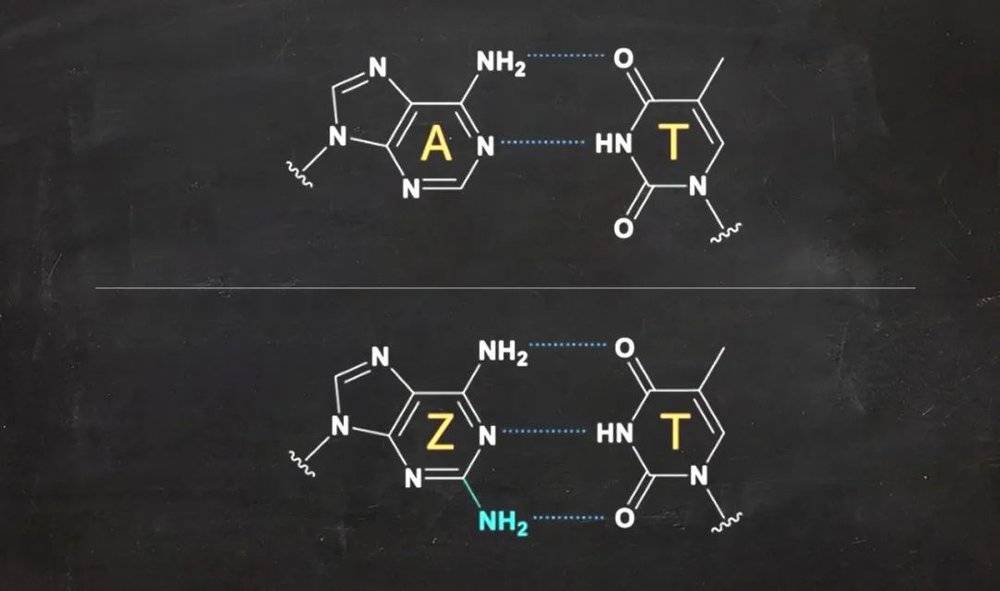 腺嘌呤（A）通过两个氢键与胸腺嘧啶（T）连接，比A多了一个氨基（NH₂）的2-氨基腺嘌呤（Z）与T通过三个氢键相连，使得Z-T配对比A-T配对更稳定。| 图片素材来源：D. Czerneck et. al. / Nature Communications 2021; C. Chang<br label=图片备注 class=text-img-note>