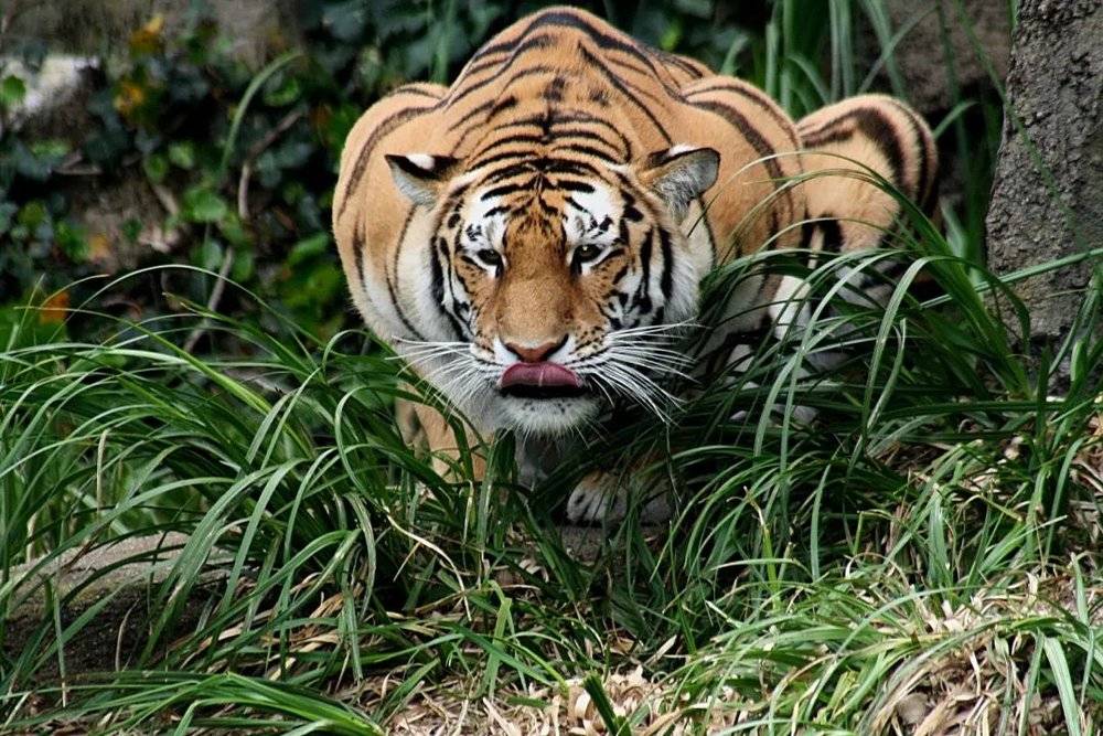 正在捕猎的虎 | Brocken Inaglory / wikimedia