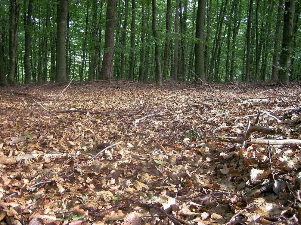 图3. 被称为“森林地板”的枯枝落叶层，其中包含大量的有机物质<br>