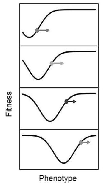 图5. 被生物抑制的适应性景观。在图示中，时间向下移动。