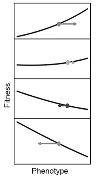 图8. 适应性跷跷板，适应的方向因生物而改变。在图示中，时间向下移动。