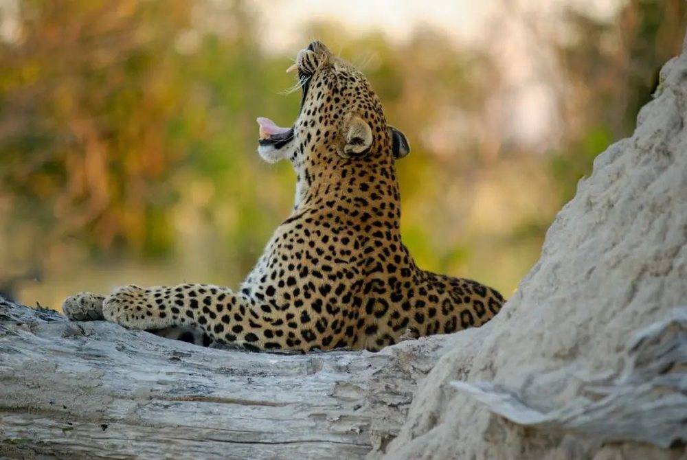 生活在非洲奥卡万戈三角洲的野生豹 图片来源：Colin Watts/Unsplash