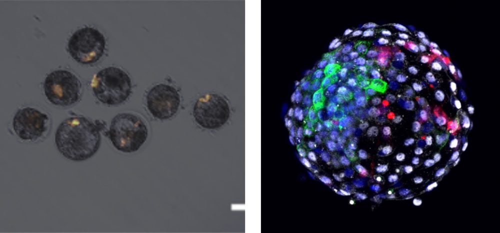 图2 显微镜下的人-猴嵌合体。左图发光部分与右图中的红色部分为用荧光分子标记的人扩展多能干细胞 | 来源：课题组<br>