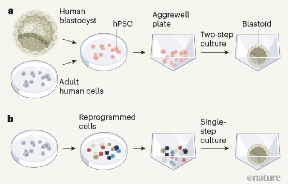 图3 两种“类胚胎”的产生方法：第一种方法通过培养各种来源的人多能干细胞，使其聚集成类似人类早期胚胎的结构；第二种方法则通过重编程体细胞实现类似目的。| 来源：<em>Nature</em><br>