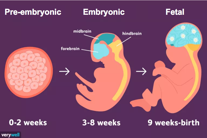 图4 人类胚胎发育的三个时期，胚前期（pre-embryonic period）,胚期（embryoic period）和胎期（fetal period）| 来源：verywell<br>