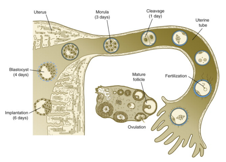 图5. 受精卵形成后在输卵管和子宫内的移动 | 来源：ScienceDirect<br>