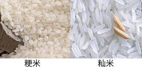 两大品种粳米和籼米<br>