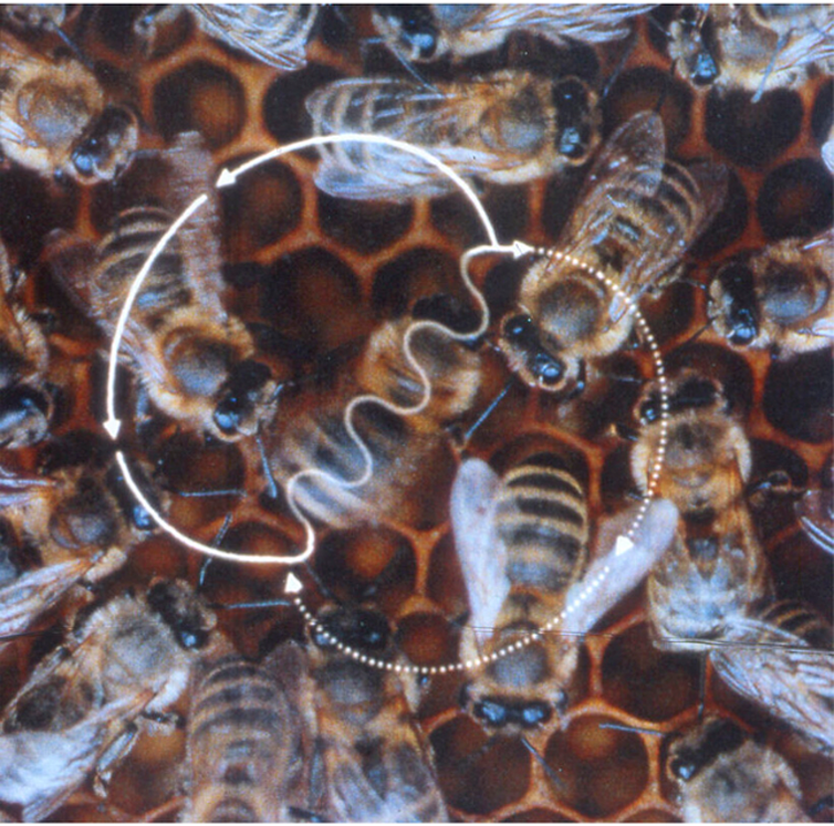  蜜蜂会通过一种8字舞蹈和同伴分享有关花丛、水源和其他重要地标的方向和距离的信息。| 图片来源：J. Tautz and M. Kleinhenz referenced in Lars Chittka (2004), CC BY-SA<br label=图片备注 class=text-img-note>