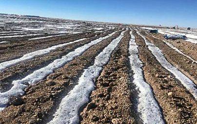 新疆卡山保护区水平沟集雪效果<br>