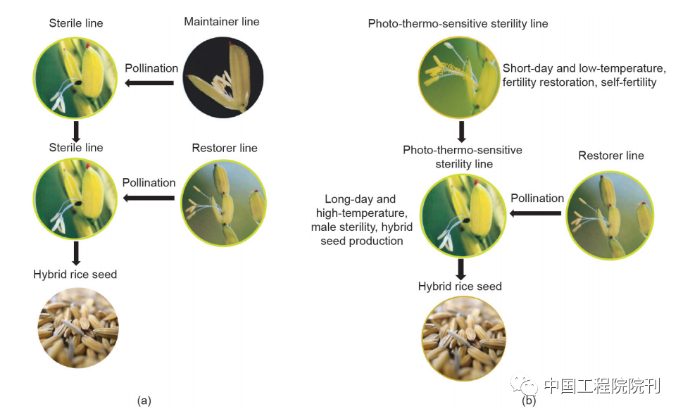 图1 三系法（a）和两系法（b）杂交水稻示意图<br label=图片备注 class=text-img-note>