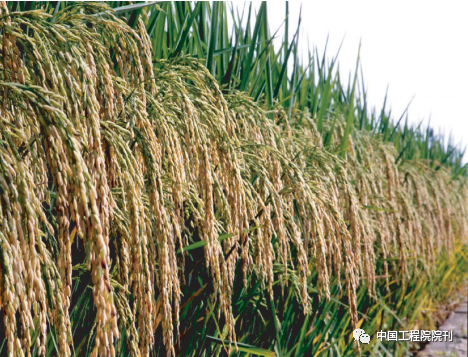 图2 第二期超级杂交水稻新品种“Y两优1号”（被誉为“瀑布稻”）的株型图
