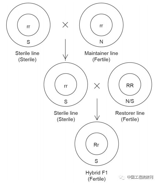 图3 “三系”配套原理图。S：细胞质雄性不育因子；N：细胞质雄性可育因子；R：雄性育性恢复显性基因；r：雄性育性恢复隐性基因