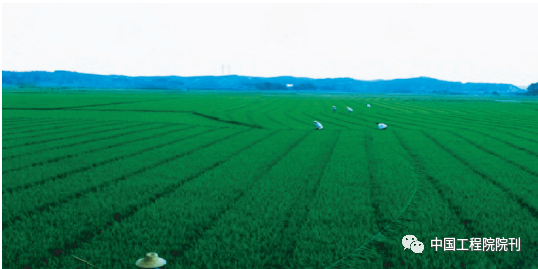 图5 大面积杂交水稻制种人工辅助授粉