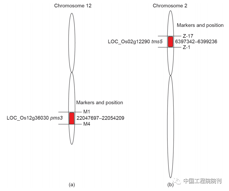 图6 控制光敏型核（a）和温敏型核（b）不育的基因<br label=图片备注 class=text-img-note>