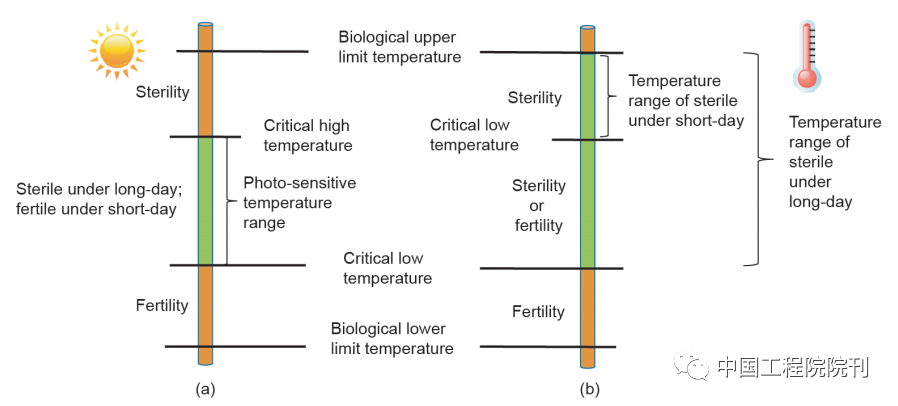 图7 光敏型核（a）和温敏型核（b）不育水稻育性转换的光温作用模式<br label=图片备注 class=text-img-note>