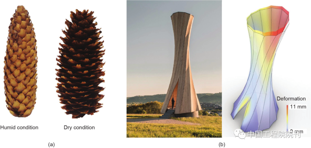 图5 仿生设计。（a）不同湿度条件的云杉球果（经Elsevier许可，转载自参考文献，©2017）；（b）通过水分变化形成的木塔（摘自参考文献，作者为“ICD/ITKE—University of Stuttgart”）<br>