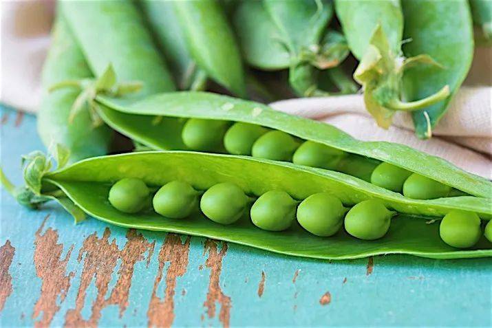 荷兰豆（学名：Pisum sativum Linn.），蝶形花科豌豆属植物，一年生缠绕草本，高0.9至1.8米，除了荷兰豆，还有蜜豆、小寒豆、淮豆、麻豆等多种称呼，可用来食用，一般以食用嫩荚为主。<br>