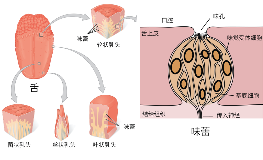 舌和味蕾的结构图 | 参考文献<sup>[5]</sup>，作者汉化