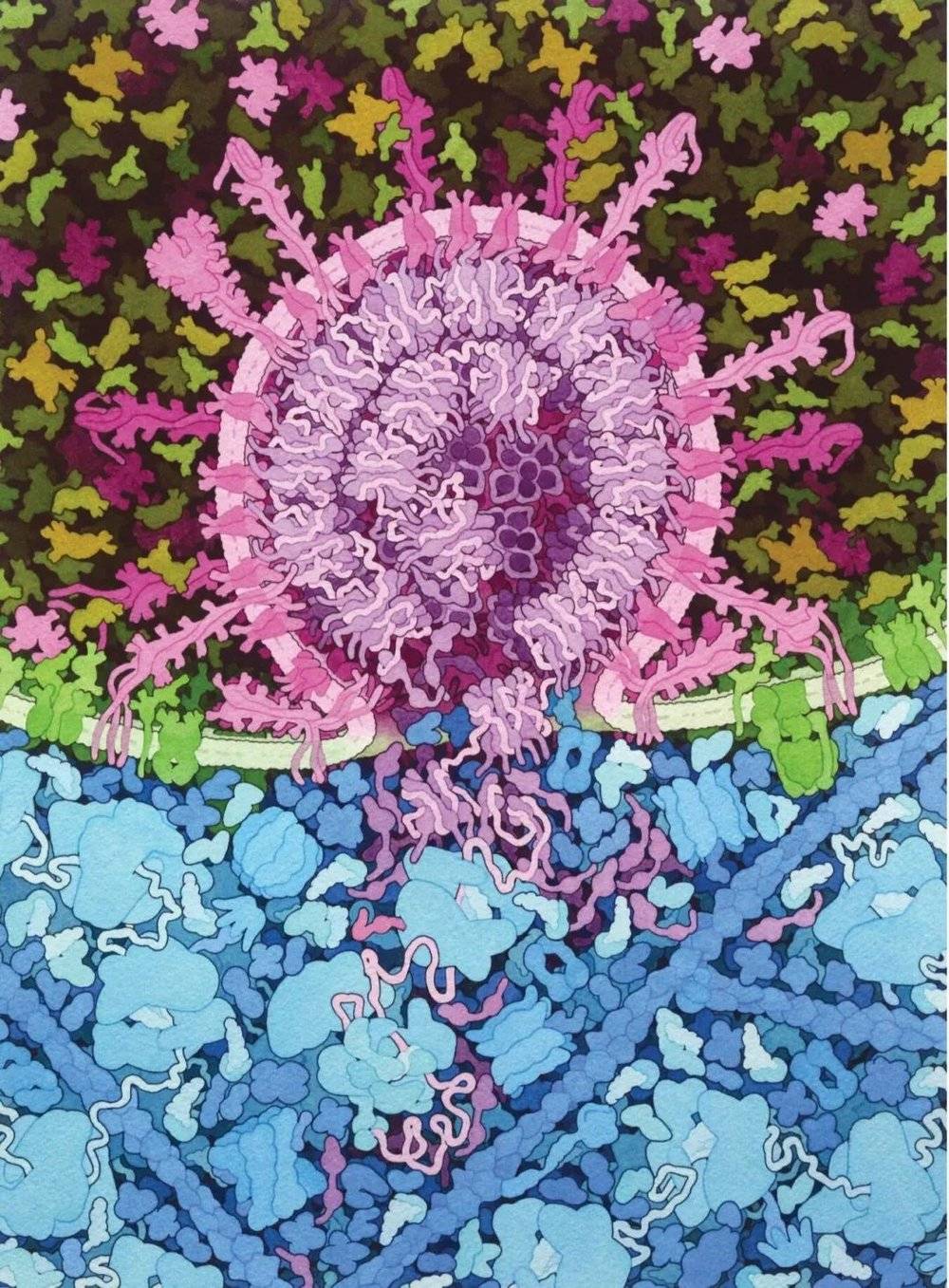 图7. 大卫·古德塞尔的插图，RCSB蛋白质数据库；doi:10.2210/rcsb _ pdb/goodsell-gallery-026。<br>