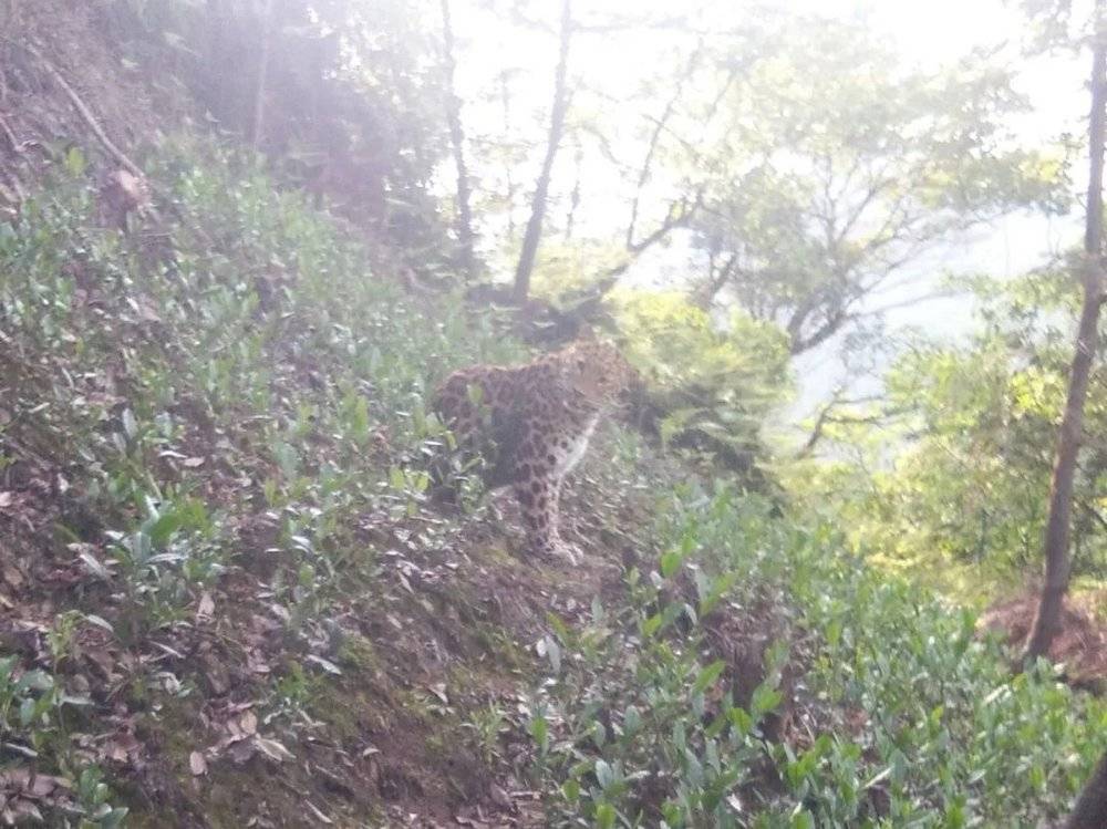 5月2日，茶农祝财松在自家茶田拍到的金钱豹照片。