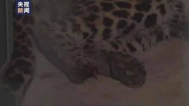 央视新闻的画面显示，第二只豹子寻回后后趾断裂