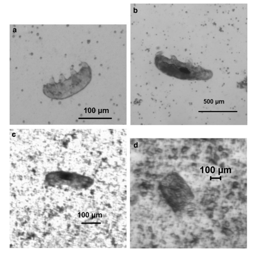  实验中的一些水熊虫。(a)(b)为实验前的水熊虫。(c)展示了在每秒728米的撞击实验后存活下来的水熊虫。(d)为每秒901米的撞击实验后留下的水熊虫碎片。| 图片来源：Traspas, A. & Burchell, M. J. / Astrobiology (2021)<br label=图片备注 class=text-img-note>
