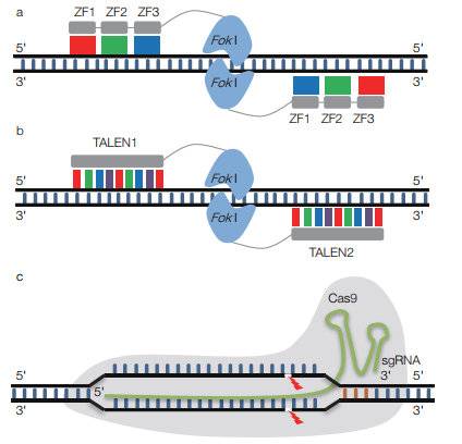 ZFN、TALEN及CRISPR/Cas9基因编辑技术：（a）锌指核酸酶（ZFN）基因编辑技术；（b）TALEN基因编辑技术；（c）CRISPR/Cas9基因编辑技术