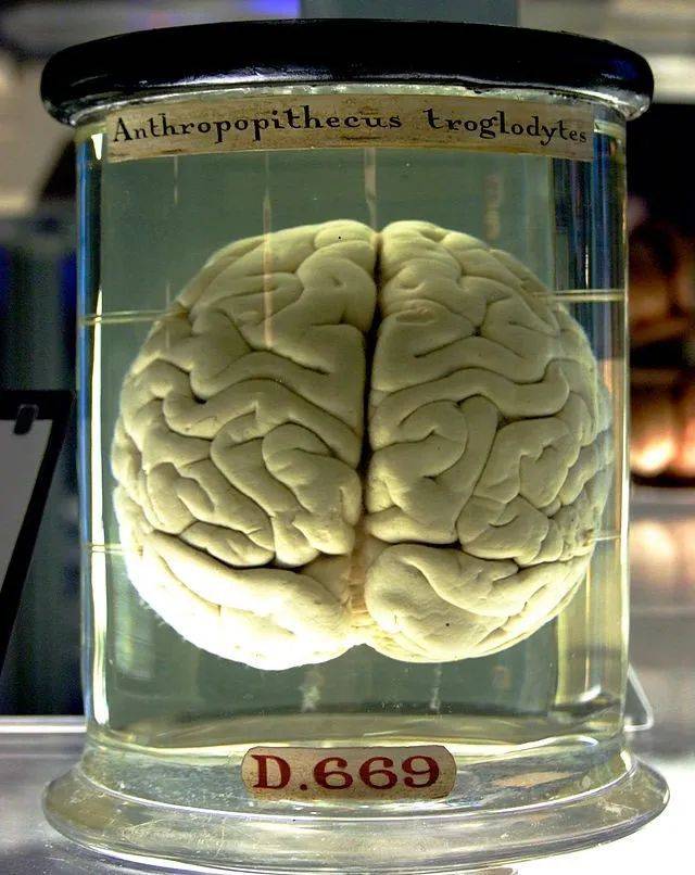 伦敦科学博物馆的黑猩猩大脑。